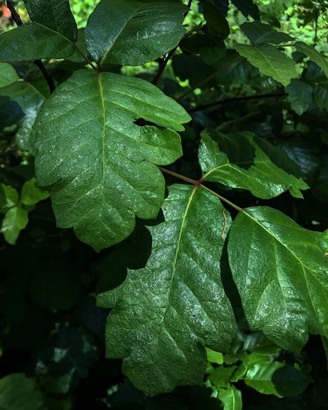 Toxicodendron diversilobum, commonly known as western poison oak. One of the best awareness teachers out there, infact I can&rsquo;t imagine walking through a forest without keeping my eye out for oak. Learning to identify it in all of its different 