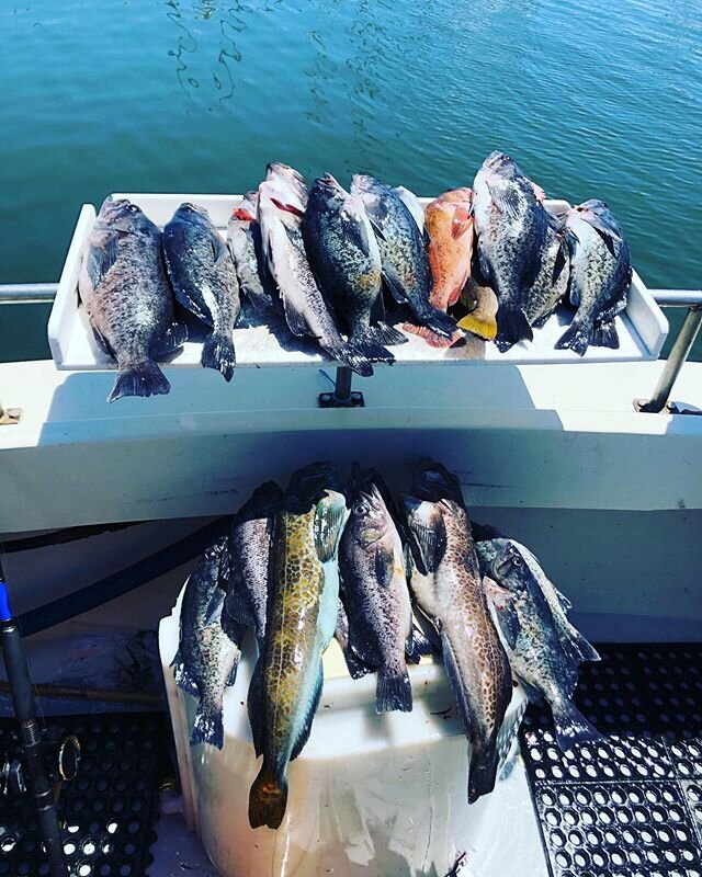 Great morning on the water! Check out my buddy @santacruzcoastalcharters if you want to fill up your freezer. He&rsquo;s a great captain and super talented fisherman with a lifetime of experience in Santa Cruz. (This was only what we could fit in the