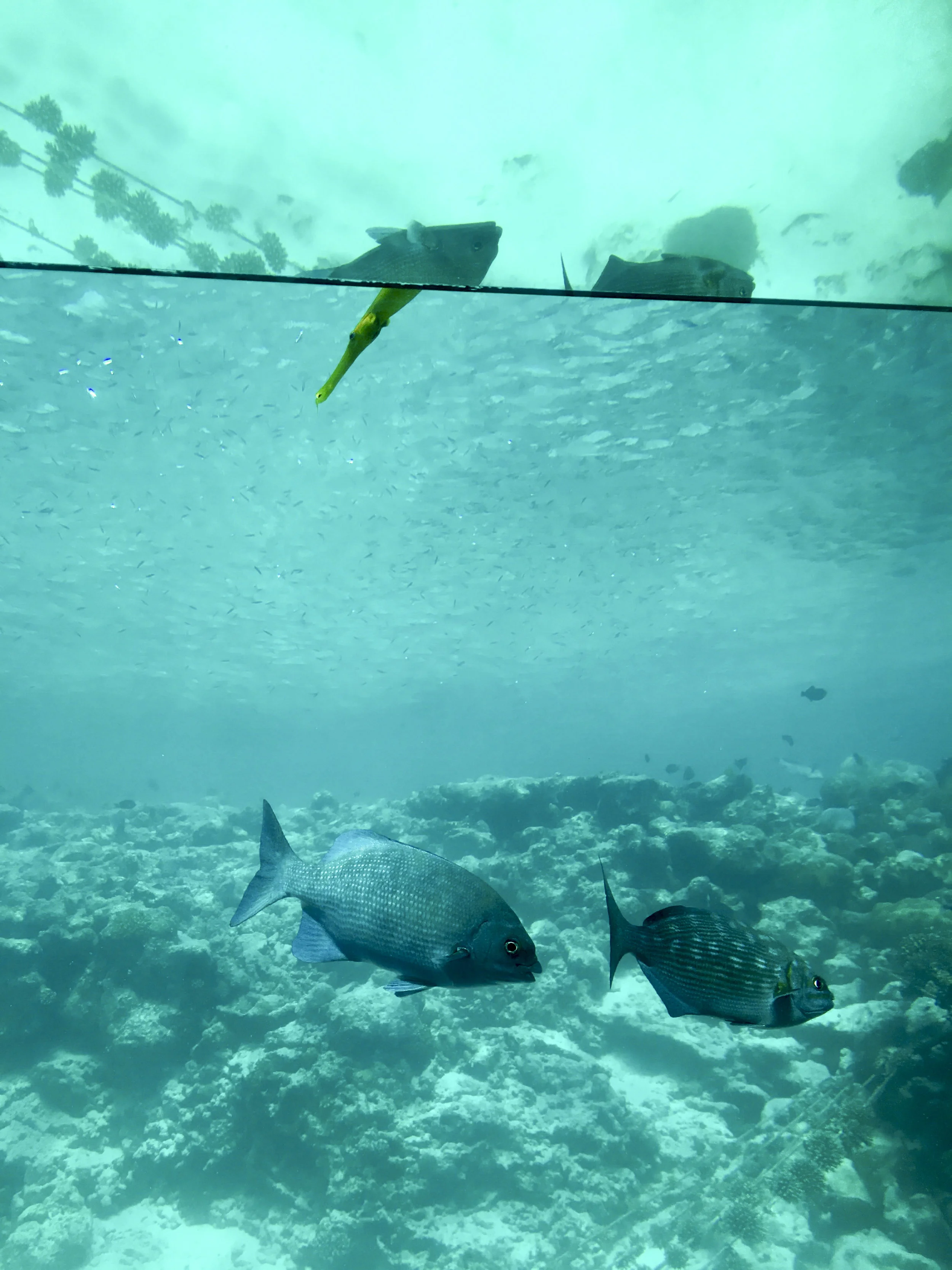 underwater restaurant.jpg