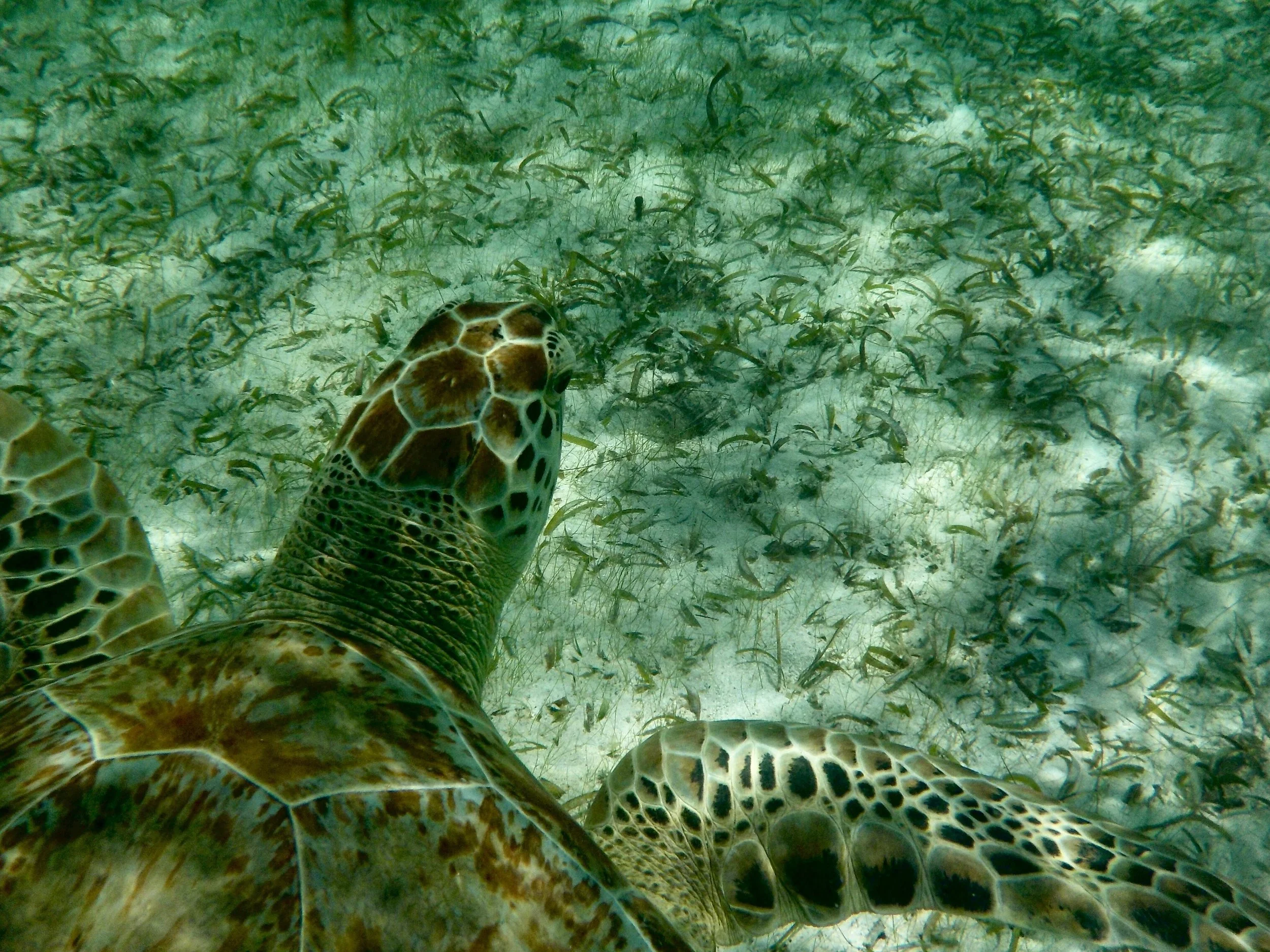 Turtle St. Barthes.jpg
