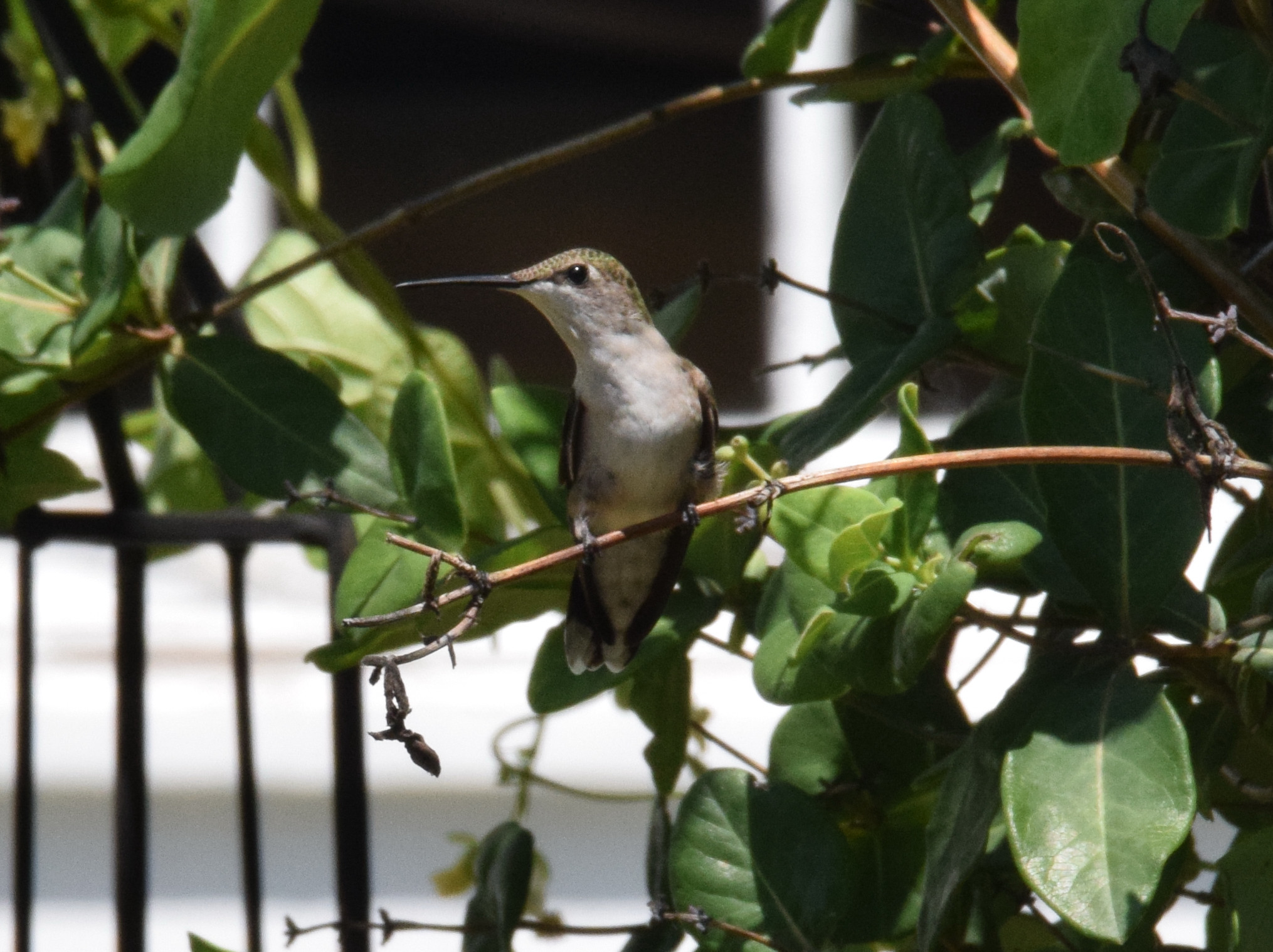 hummingbird 042.JPG