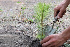 Tree seedling