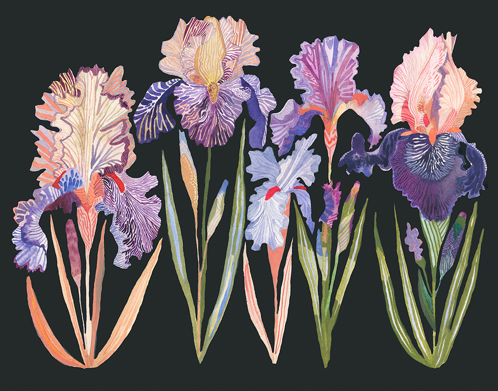 "Five Bearded Irises"