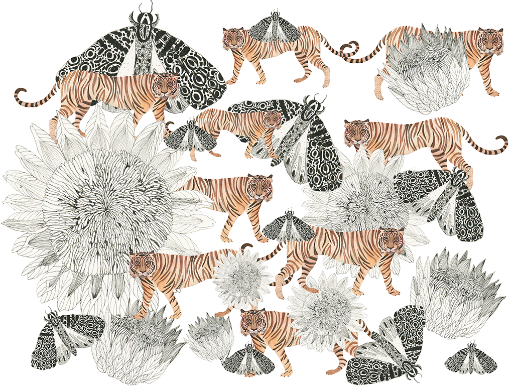 "Tigers and Moths"