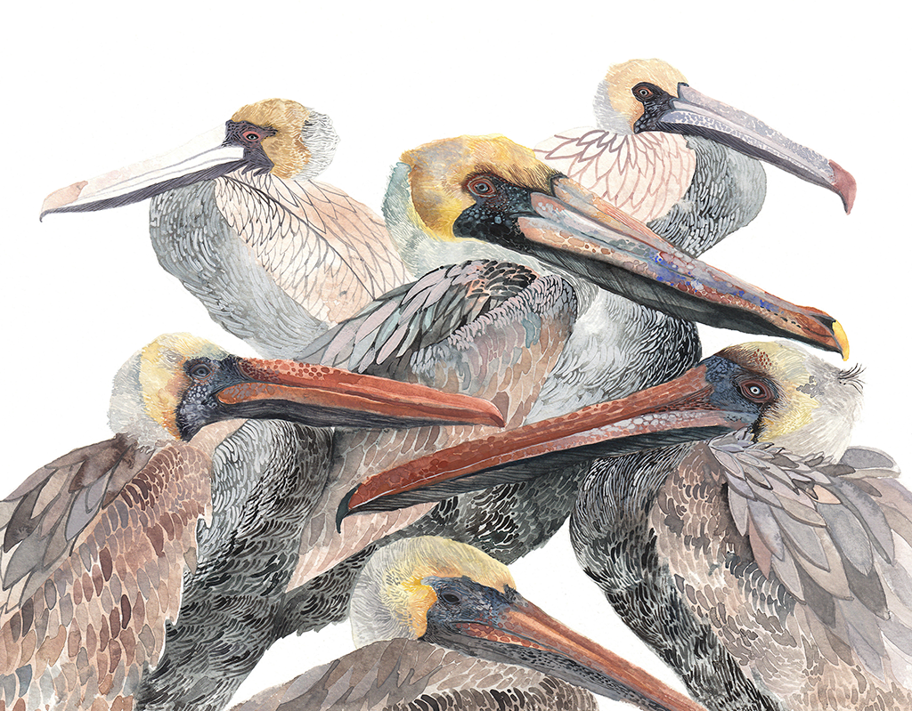 "Brown Pelicans"