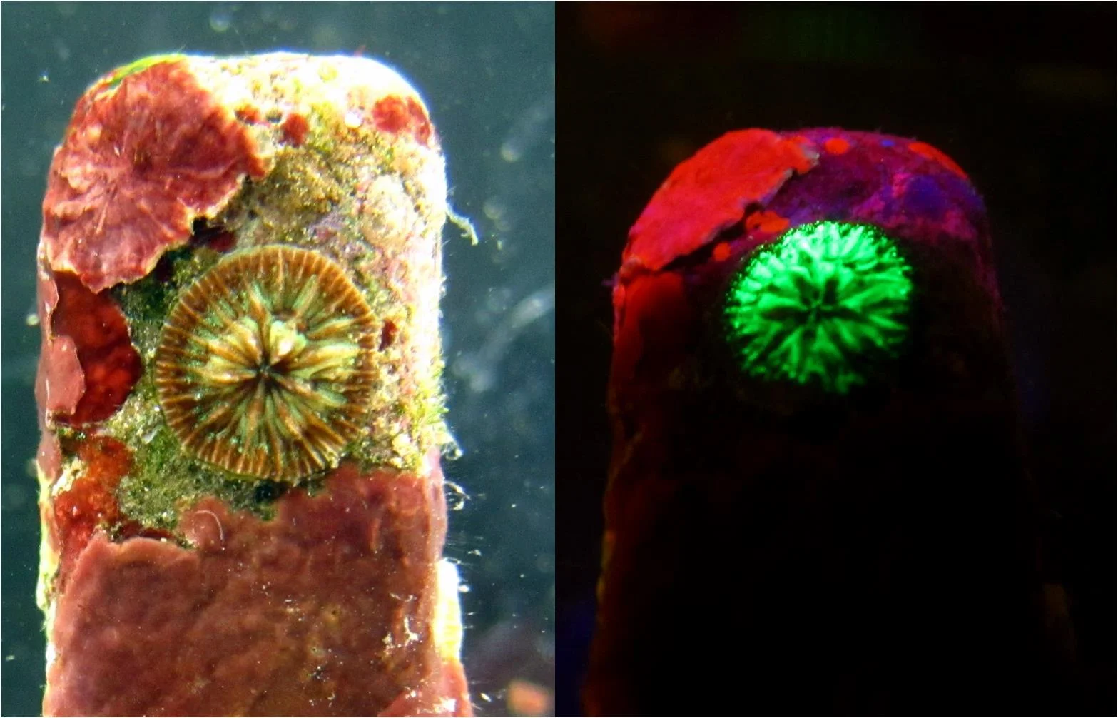 A settled Agaricia humilis in visible light (left) and fluorescence (right). The coral is green due to green fluorescent protein contained in its tissues.