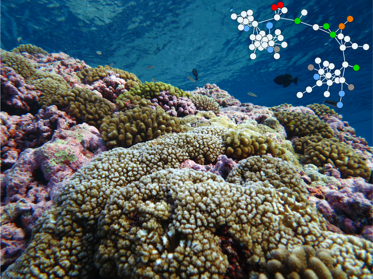 Coral reefs produce a wide diversity of small molecules that are involved in primary and secondary metabolism. This picture r