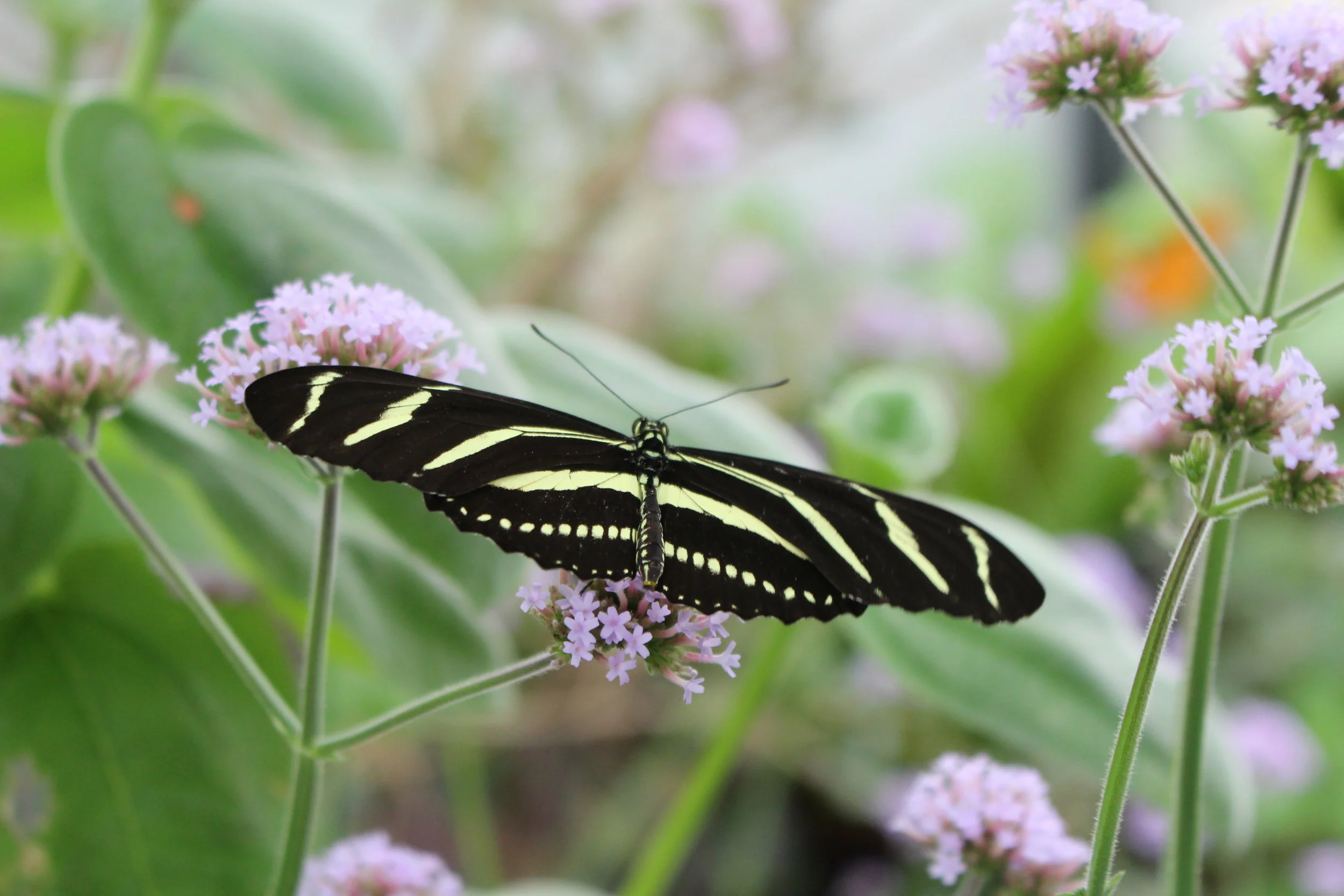 Butterfly 2.JPG