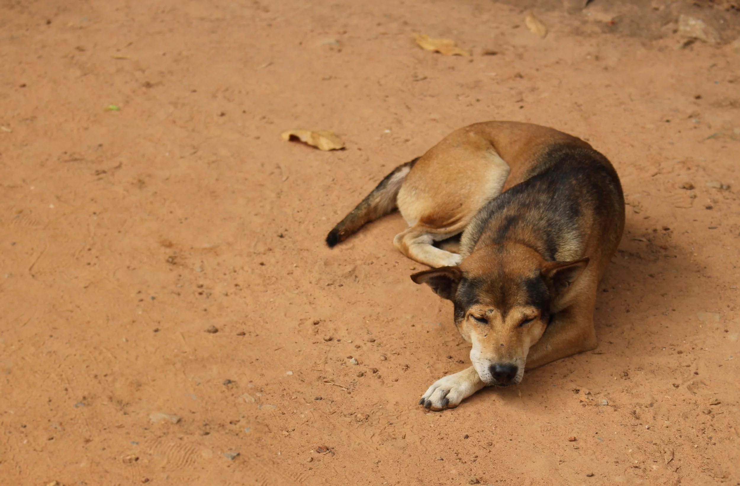 Cambodian Dog.JPG
