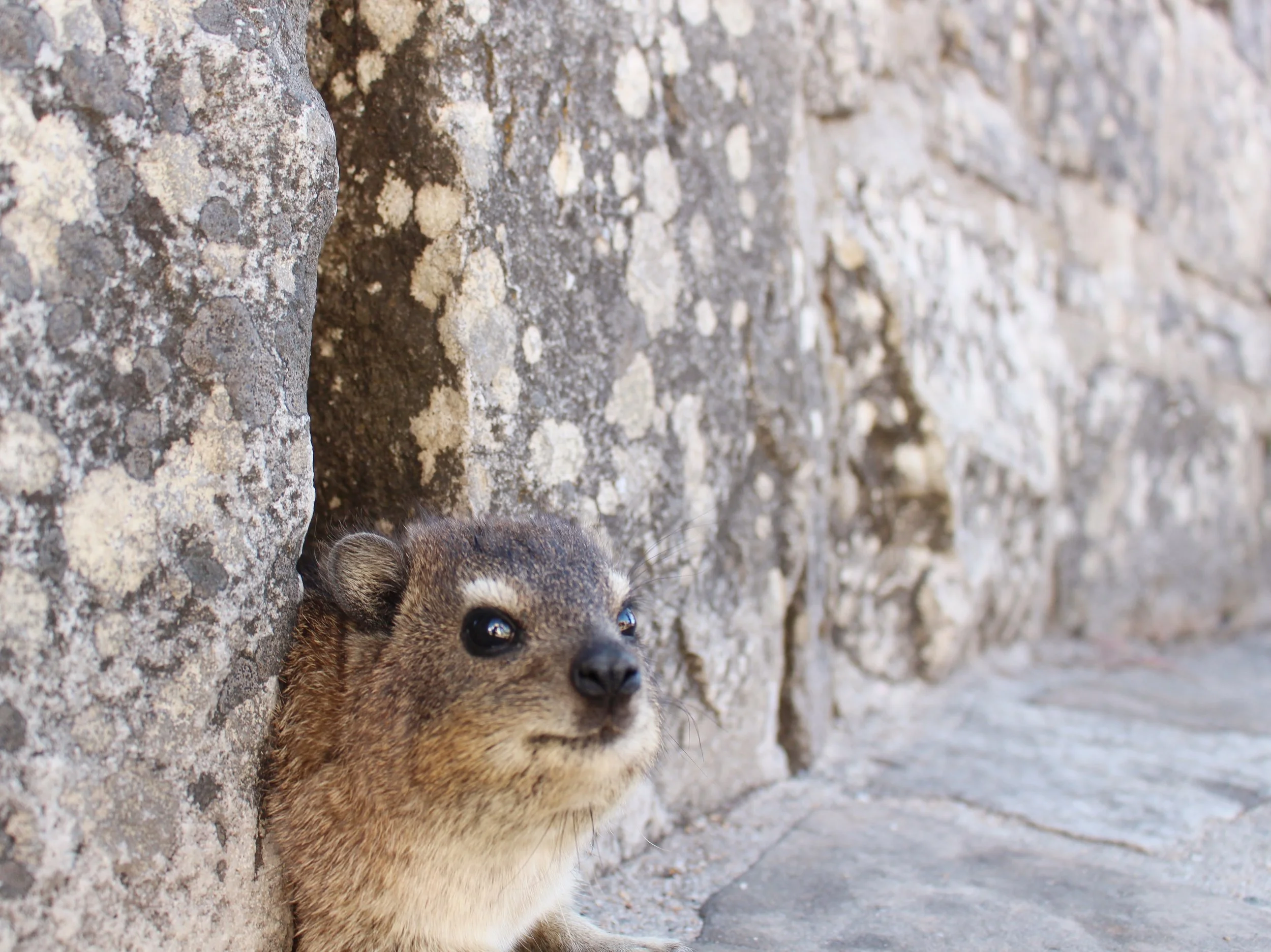 Dassie.JPG