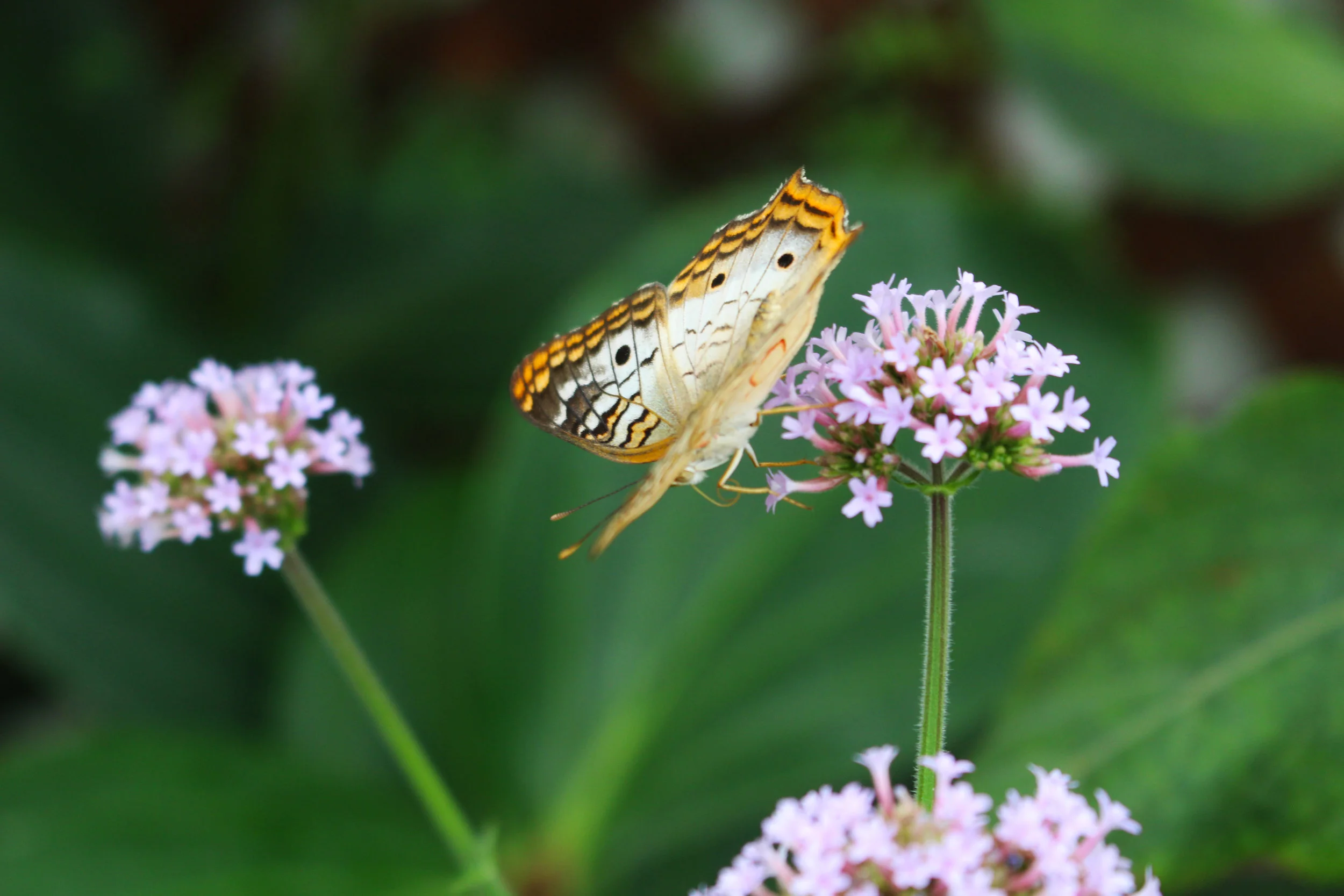 Butterfly 3.JPG