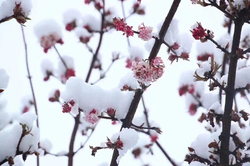 Vancouver Blossoms.JPG