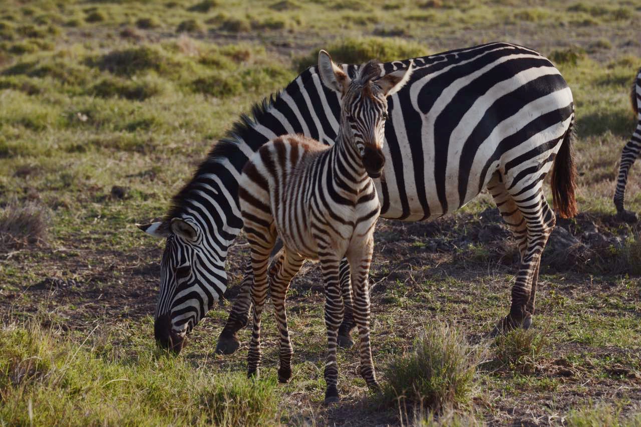 Zebras.JPG