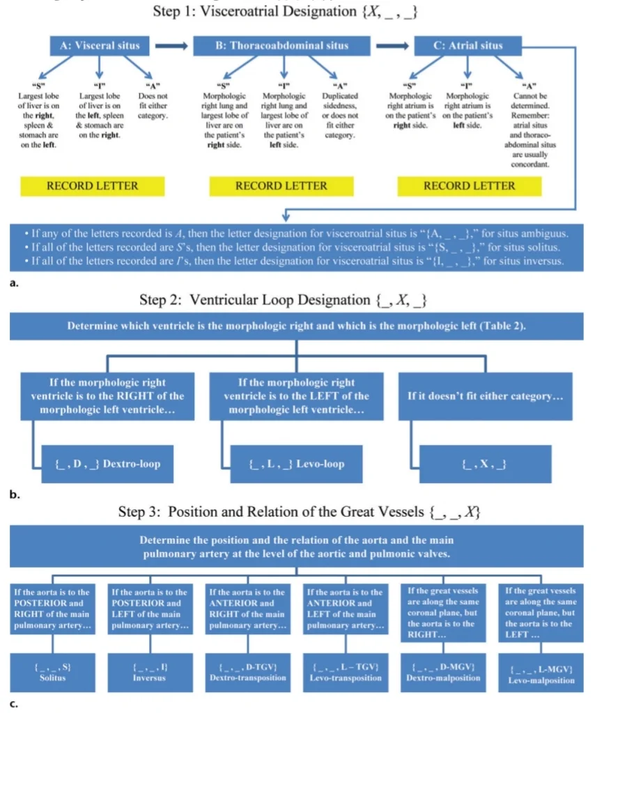 How To Determine Heart Formation e.g. (S,D,S) (I,D,D) (S,L,S) (I,D,I) etc.