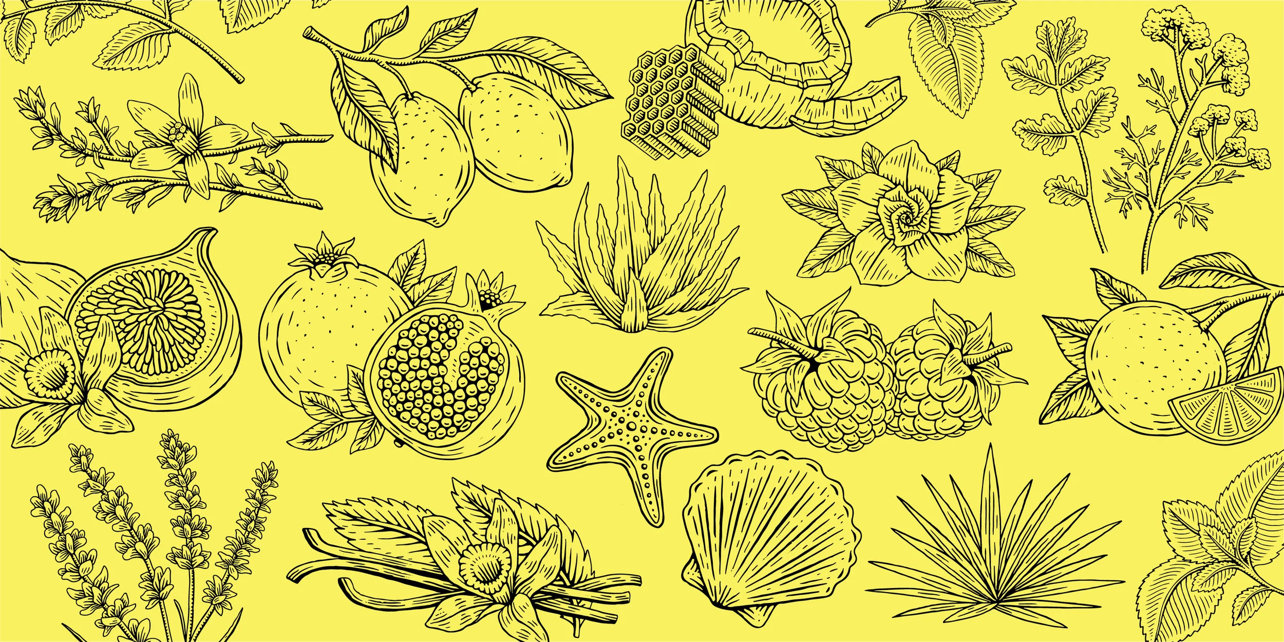 JR WATKINS_TravisPietsch_Illustrations.jpg