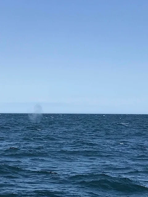 WHALE SPOUT!!