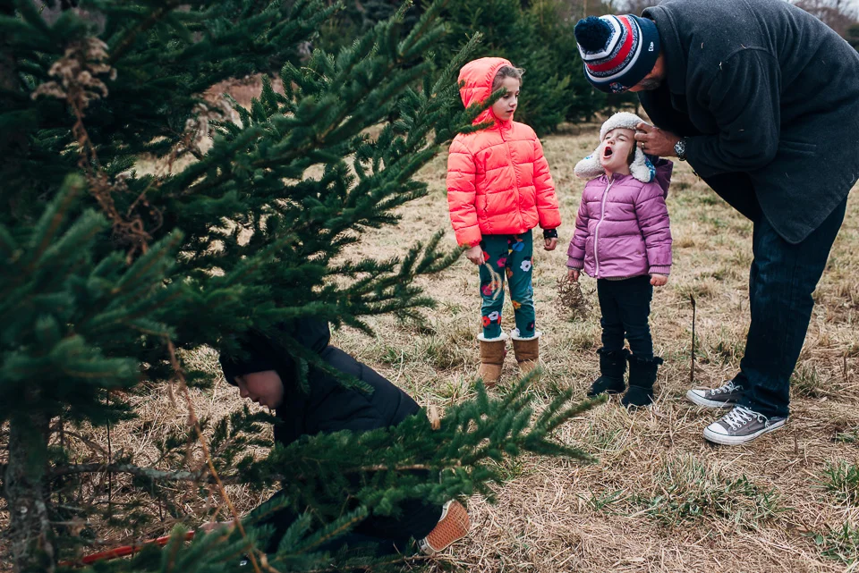 Fairfield County Christmas Tree Farm