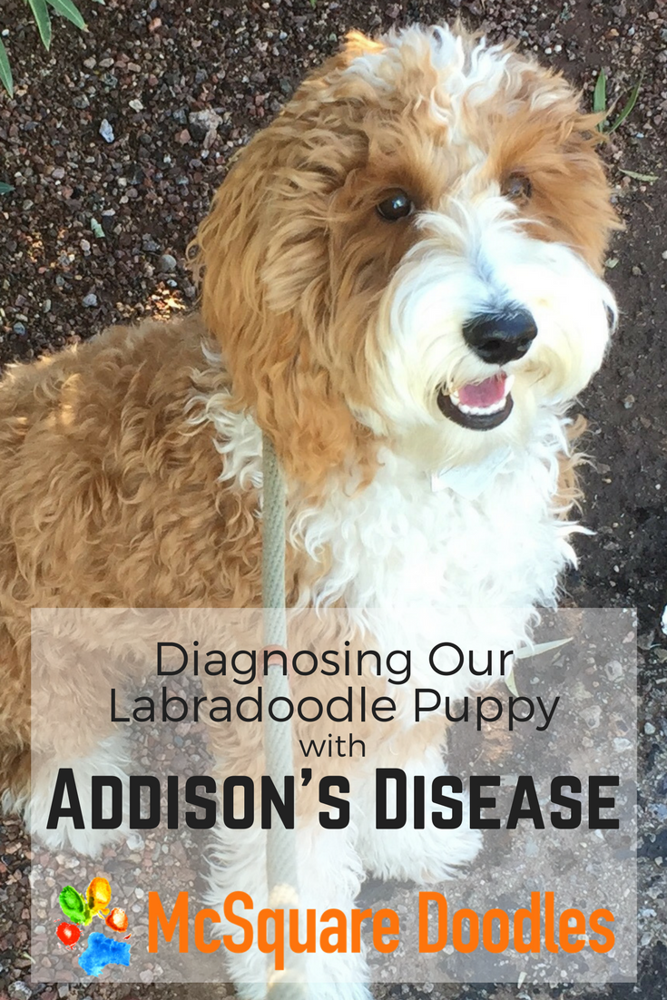Diagnosing Our Labradoodle Puppy with Addison's Disease — McSquare Doodles