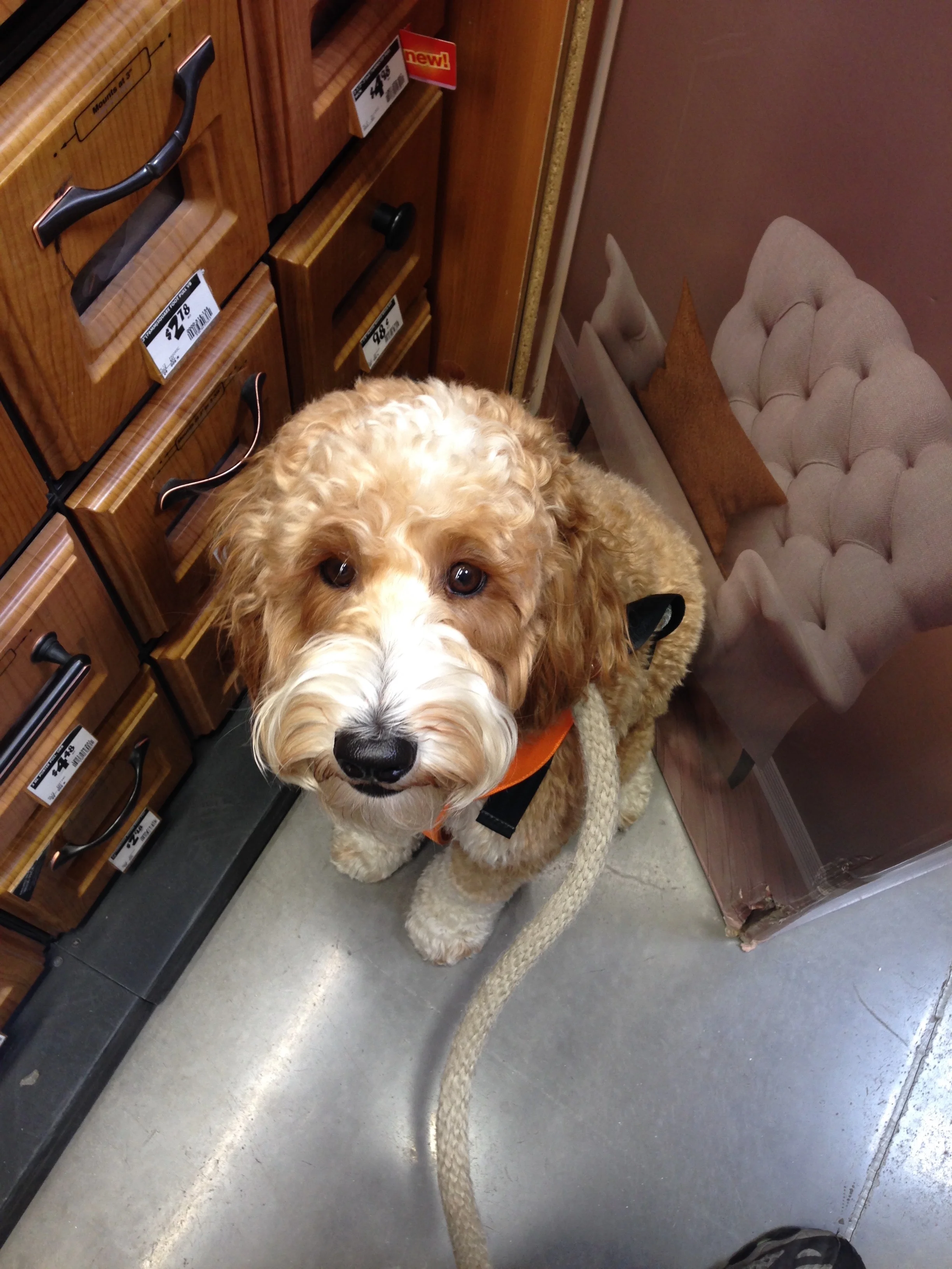 Practicing LooseLeash Walking and Other Skills in Home Depot