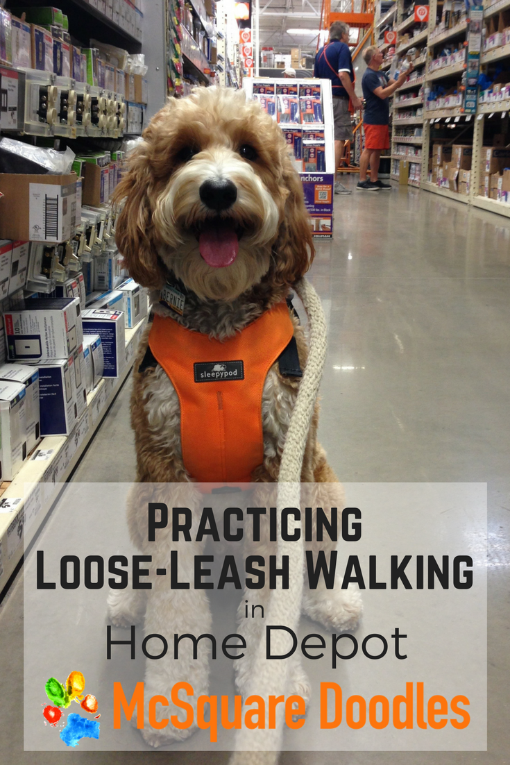 Are Dogs Allowed In Ho E Depot