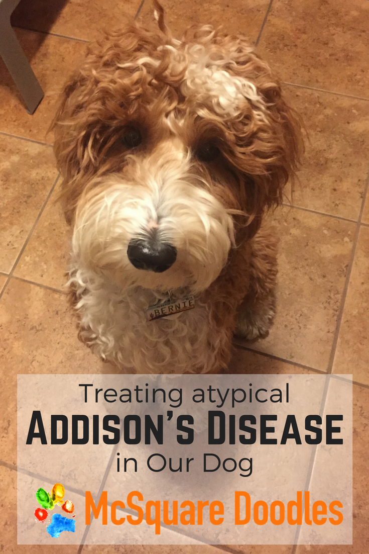 Treating atypical Addison's Disease in Our Dog — McSquare Doodles