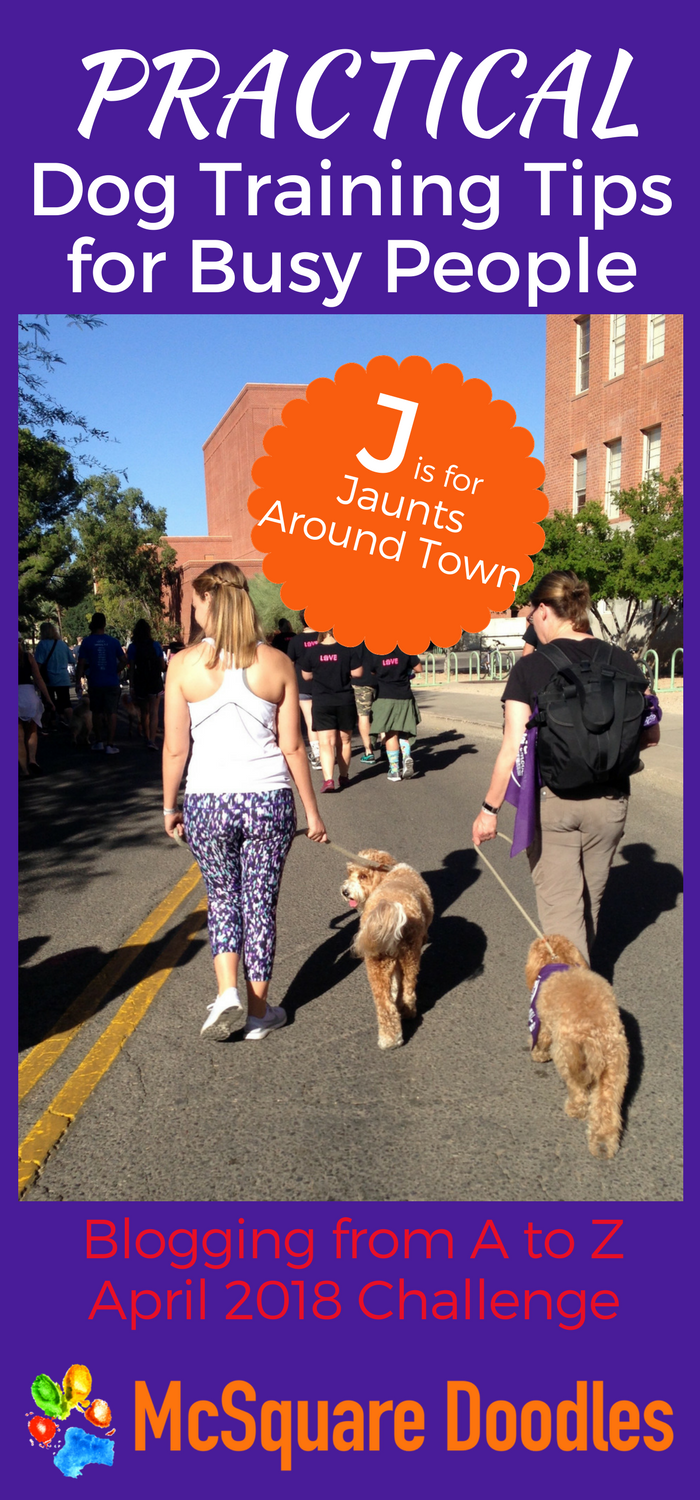 #AtoZChallenge - J is for Jaunts Around Town - Practical Dog Training Tips for Busy People on McSquare Doodles