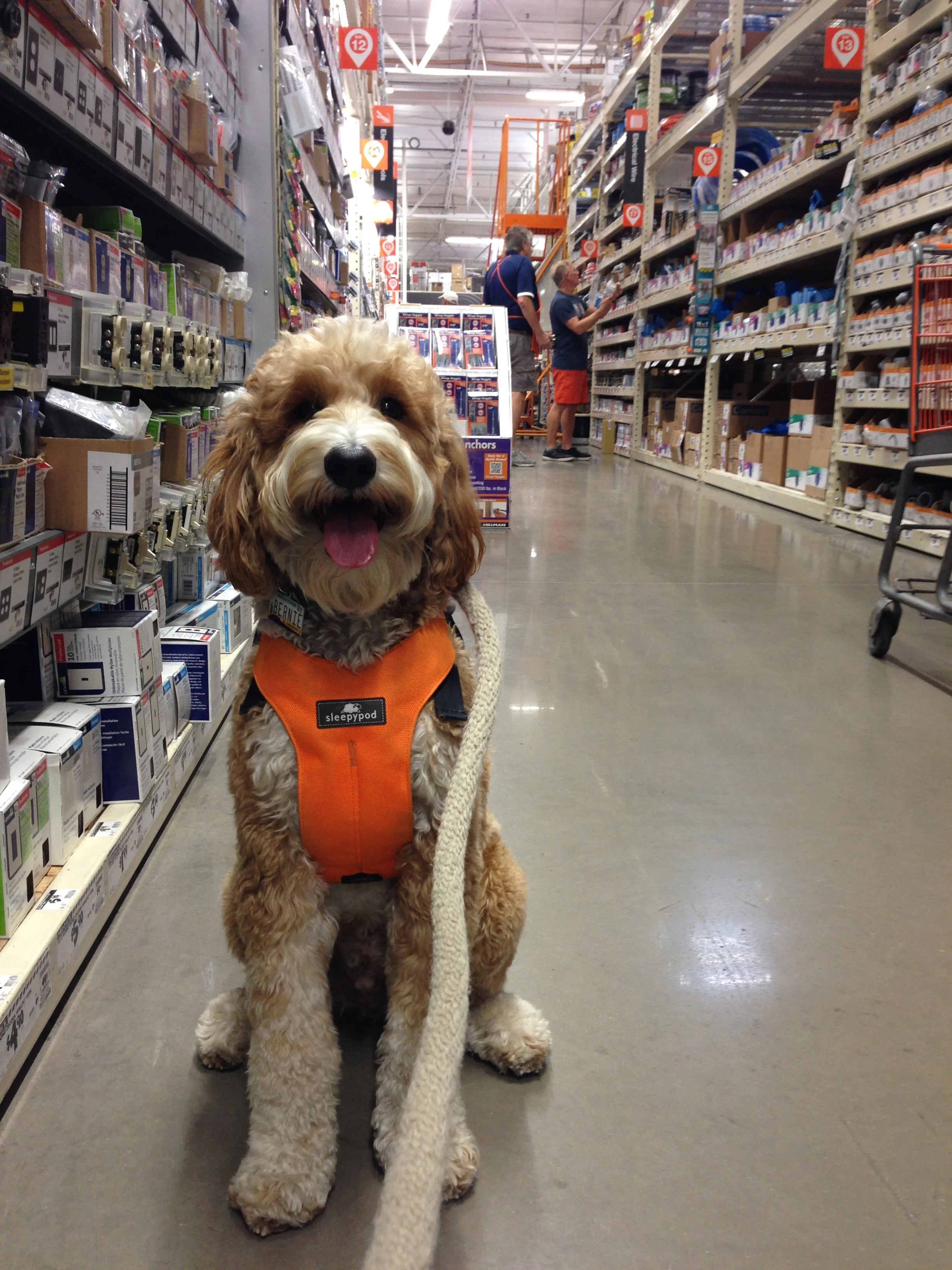 Bernie McSquare proudly sits on cue after passing several customers at Home Depot. He ignored the people, the ladder, and the shopping carts.