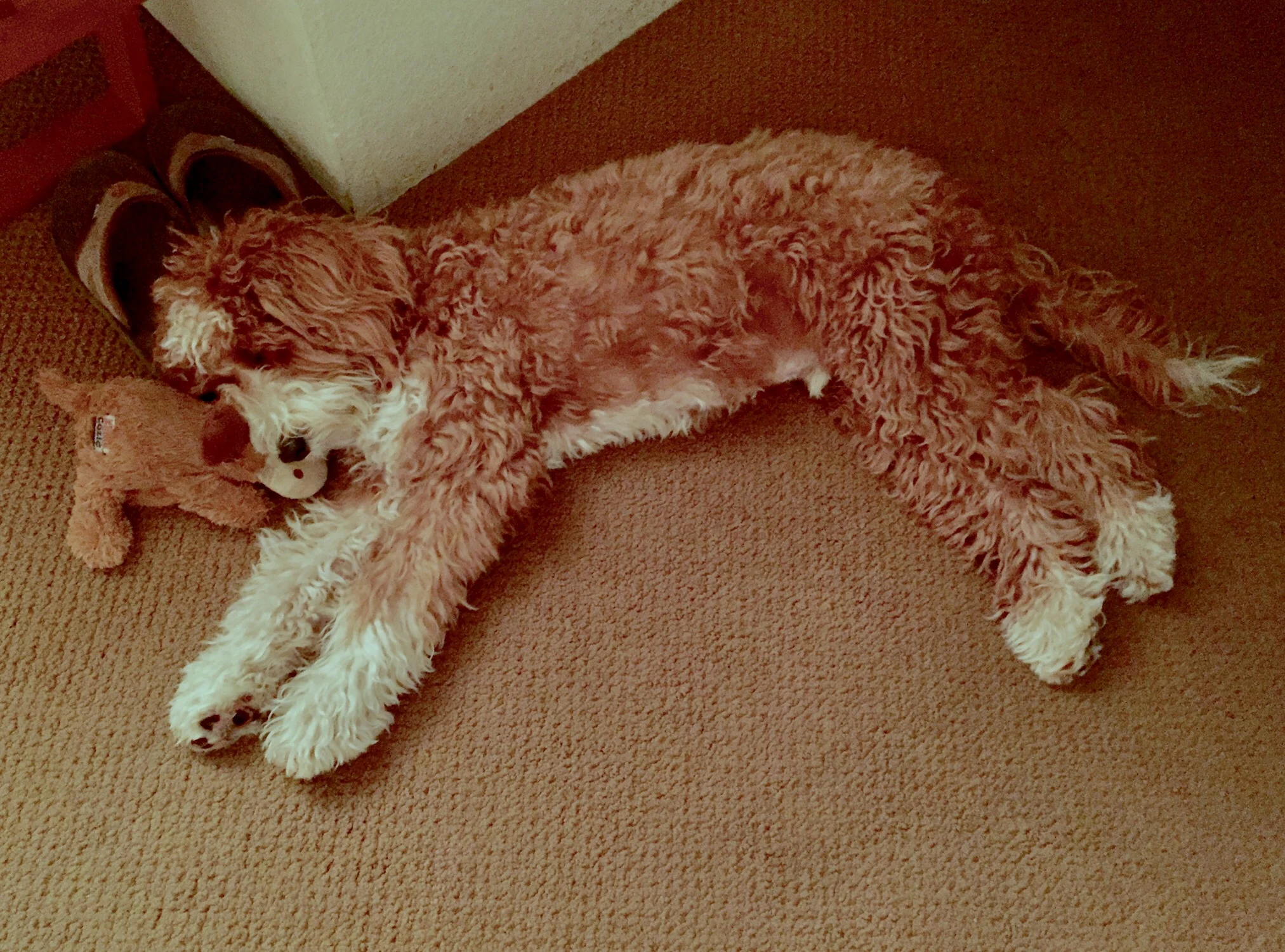 Treating atypical Addison's Disease in Our Dog — McSquare Doodles