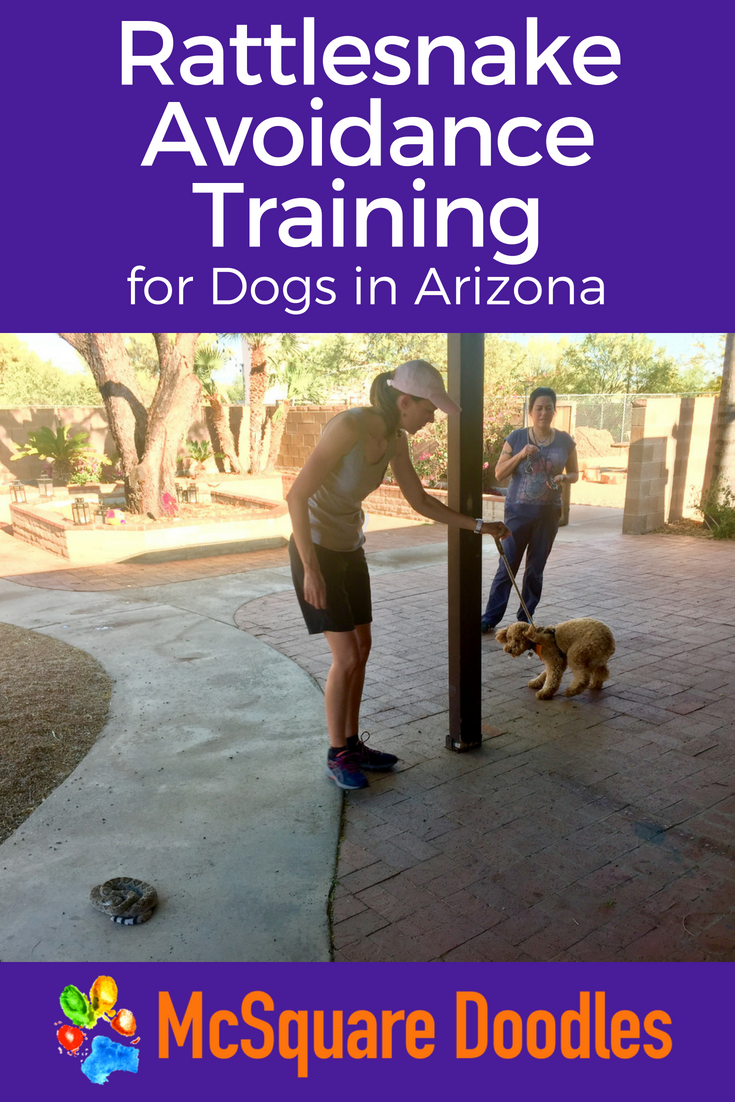 Rattlesnake Avoidance Training for Dogs in Tucson, Arizona — McSquare