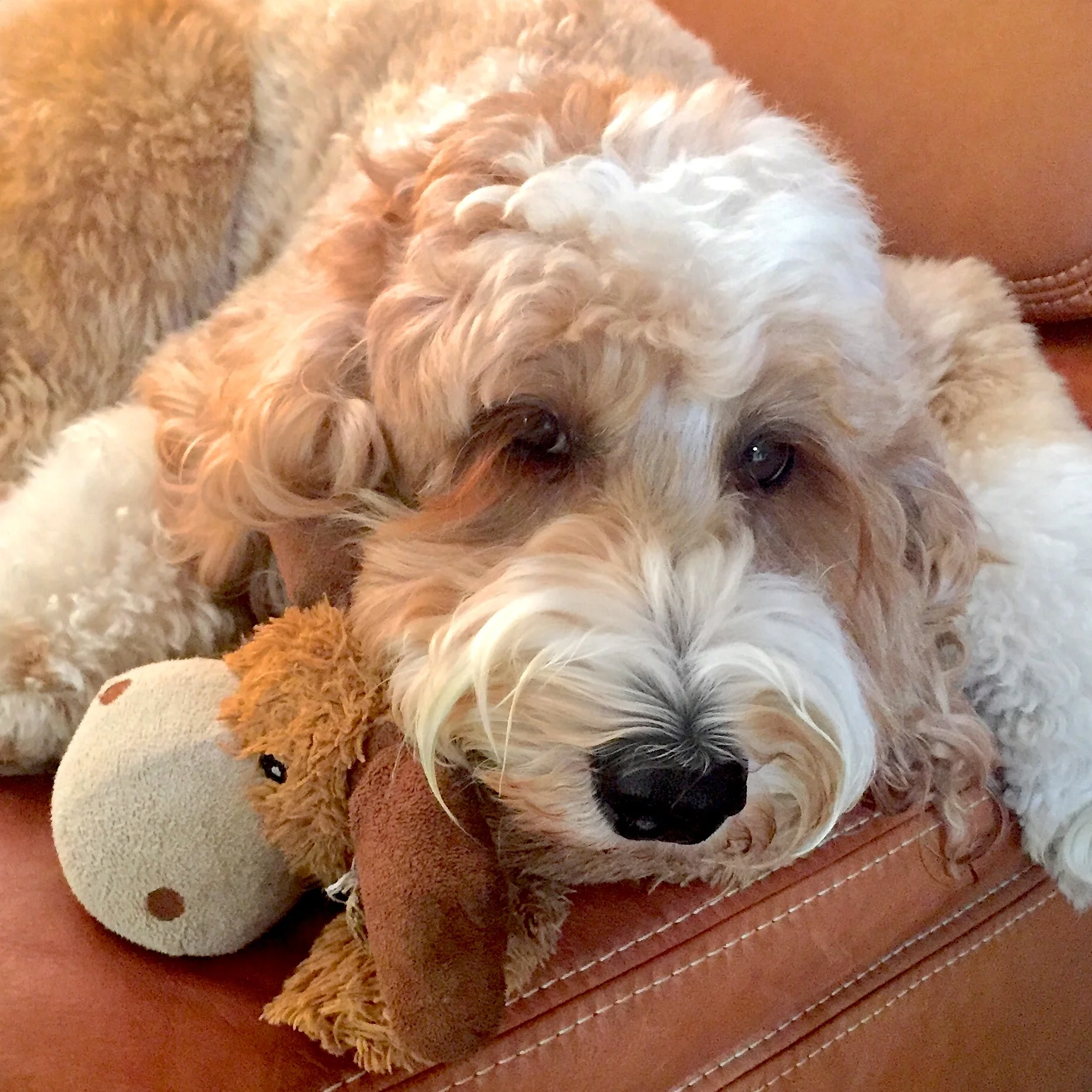 Diagnosing Our Labradoodle Puppy with Addison's Disease — McSquare Doodles