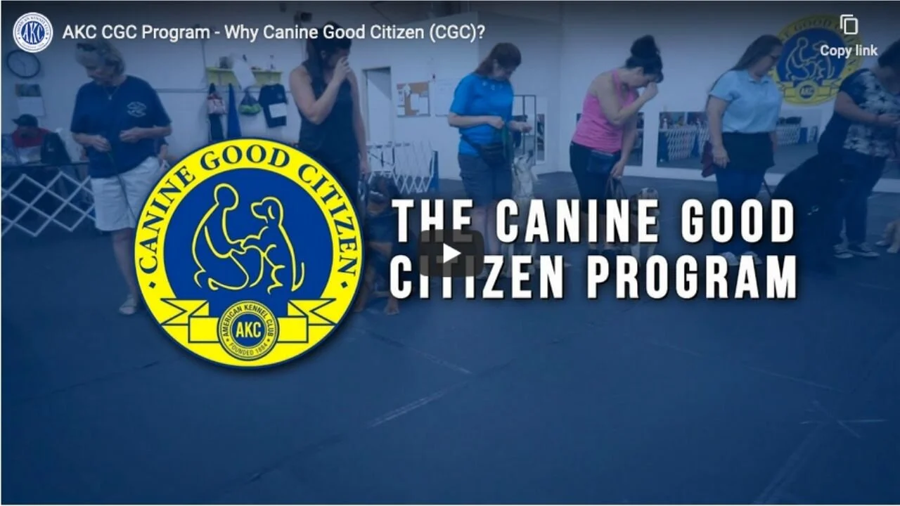 Akc Canine Good Citizen Program 2025