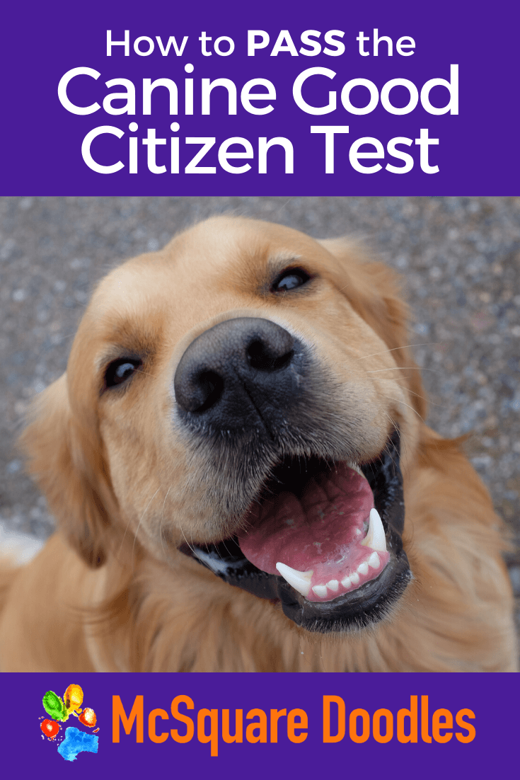 How to Pass the Canine Good Citizen Test — McSquare Doodles
