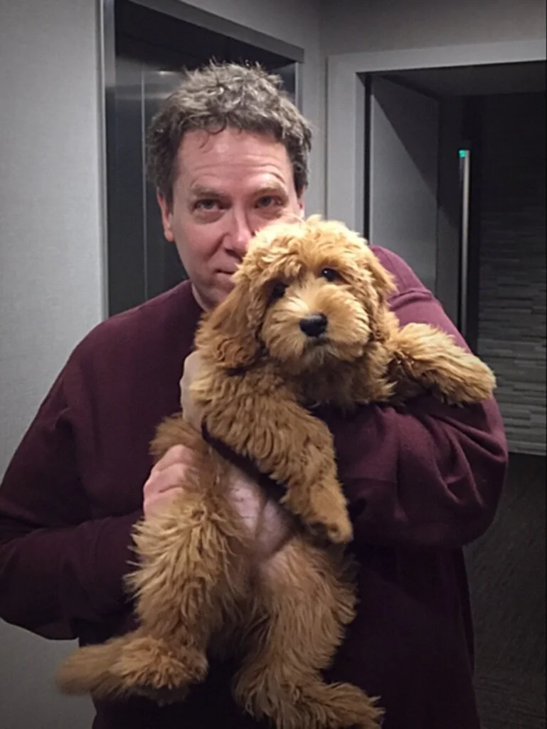 goldendoodle therapy dog