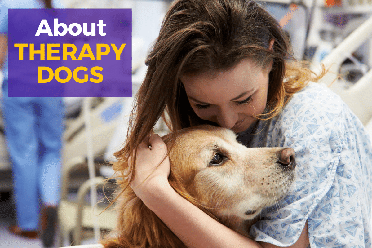 certifying a therapy dog