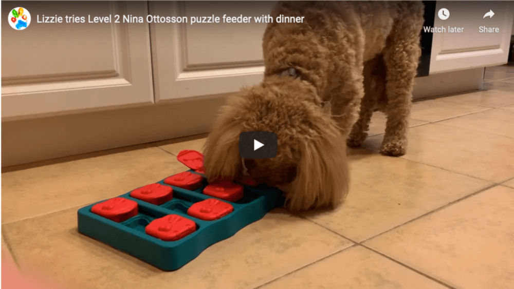 Top 5 Best Slow Feeder Dog Bowls for Wet Food — McSquare Doodles