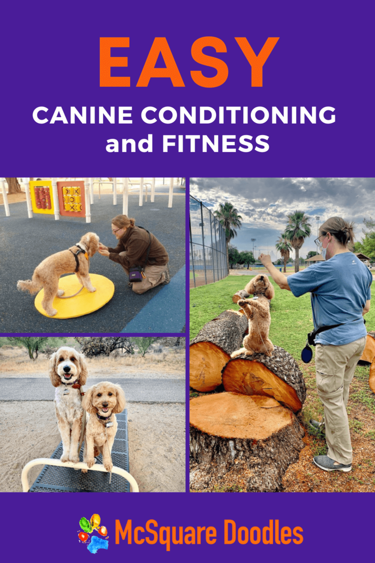 canine-conditioning-pin