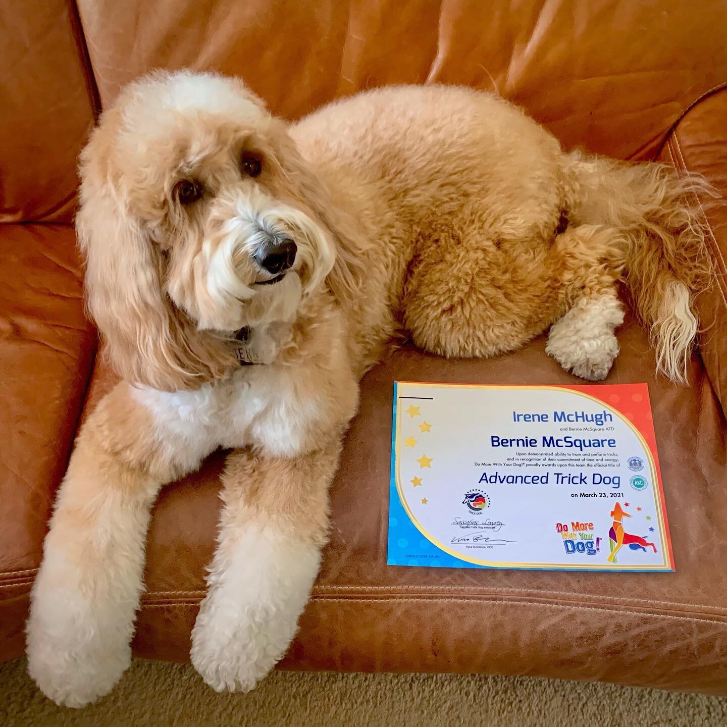 Do you have a favorite dog trick? We love expanding our trick repertoire! Bernie  and Lizzie earned their #IntermediateTrickDog and #AdvancedTrickDog titles in March, so we're learning expert level tricks now💜🐾

#IntermediateTricks
A-frame, baton j