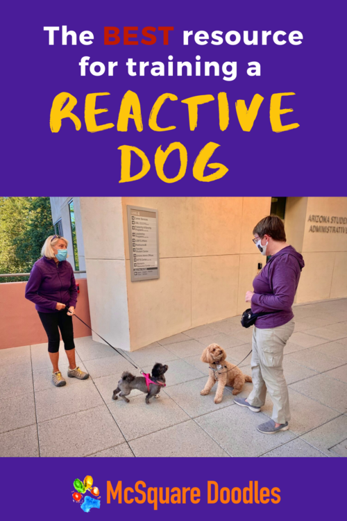 reactive-dog-find-calm-pin