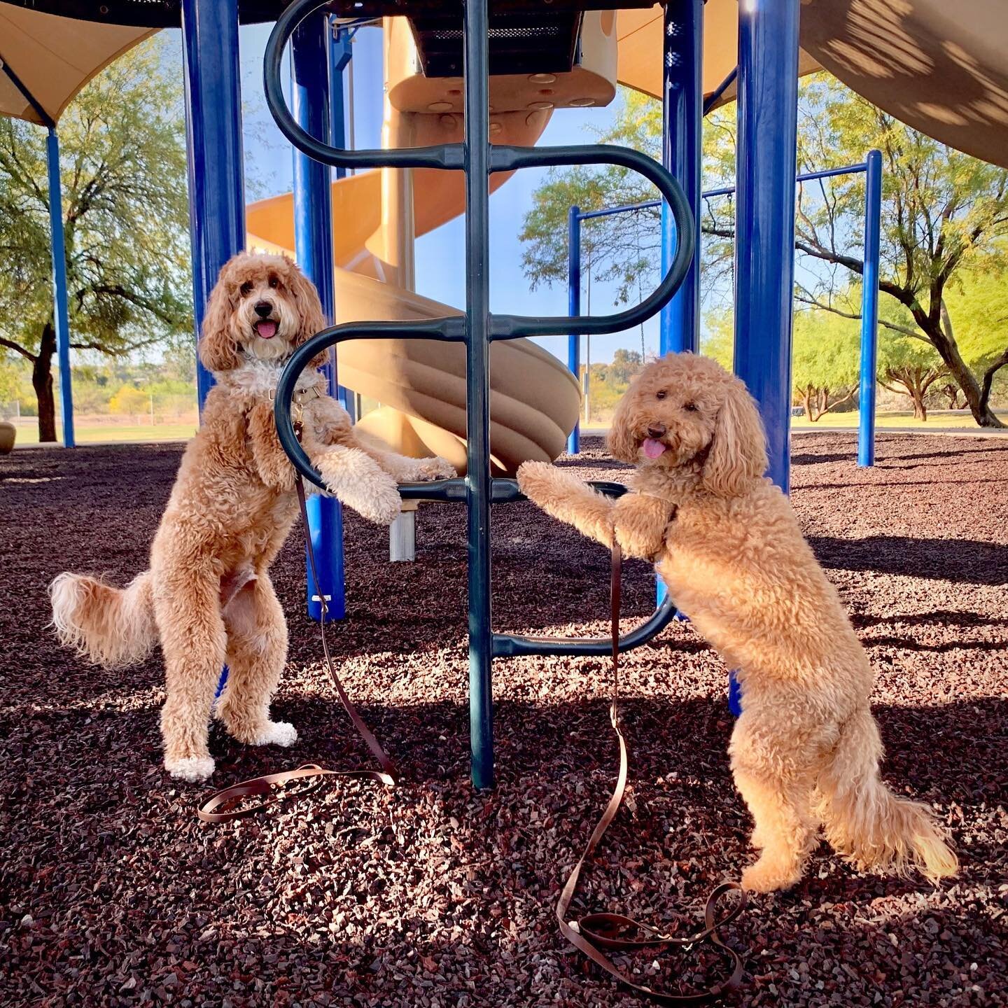 Can you guess which trick is their favorite?

#dogtricks #trickdog #doglover #ilovemydog #dogsmiles #australianlabradoodle #dogsatplay #doublethedoodle #mcsquaredoodles