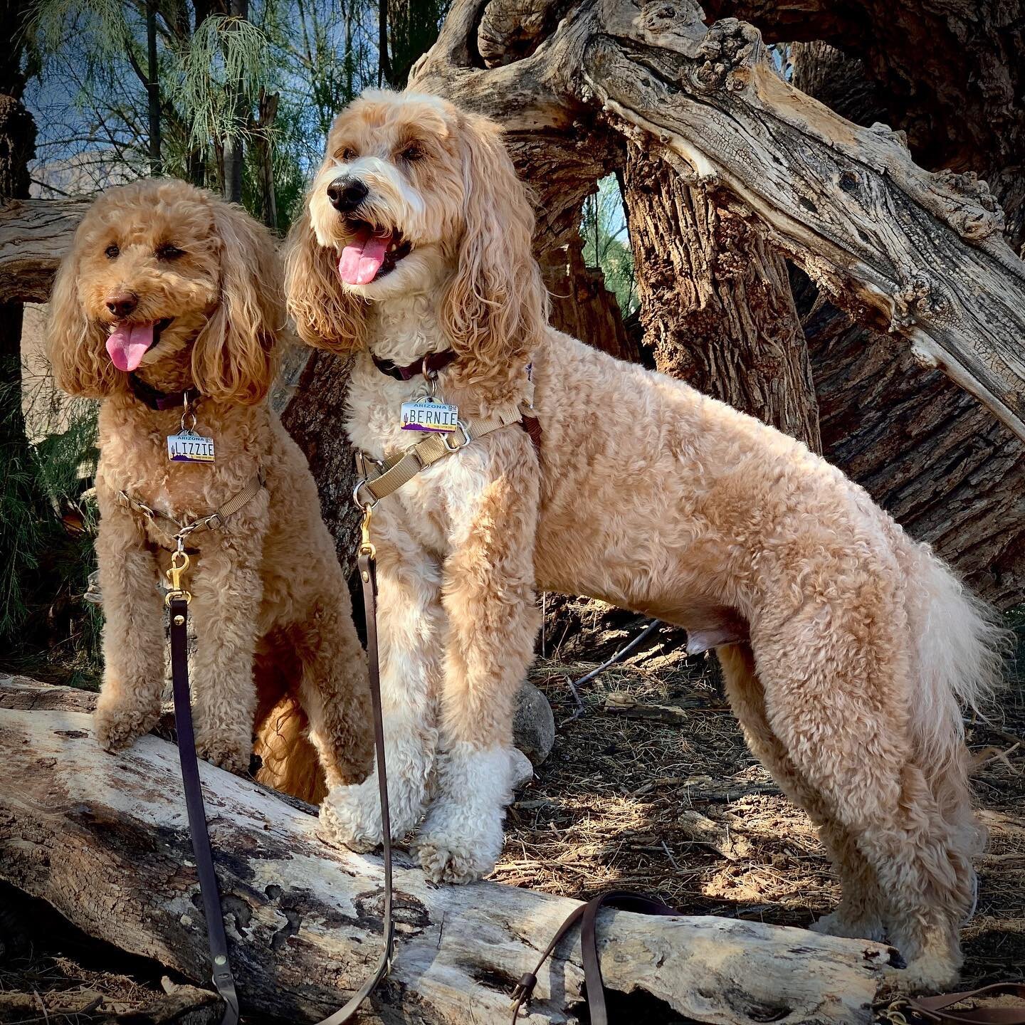 Paws on branches! We love this big tree at the beginning of the Birding Loop. Perfect shady spot to appreciate the nature around you.

#hike16 #52HikeChallengePetSeries #52HikeChallenge2021 #hikingwithdogs #hikingdog #adventuredog #hikingonpaws #expl