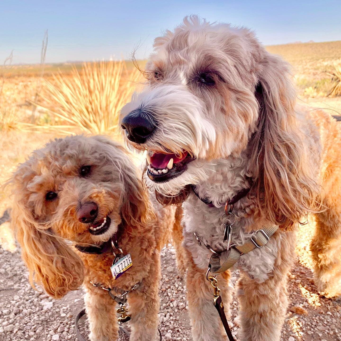 How's your #52HikeChallenge going? Lizzie wants to know! We just completed #hike17 so we're slow, but steady🐢

#52HikeChallengePetSeries #52HikeChallenge2021 #hikingwithdogs #hikingdog #adventuredog #hikingonpaws #explorewithdogs #dogsinnature #expl