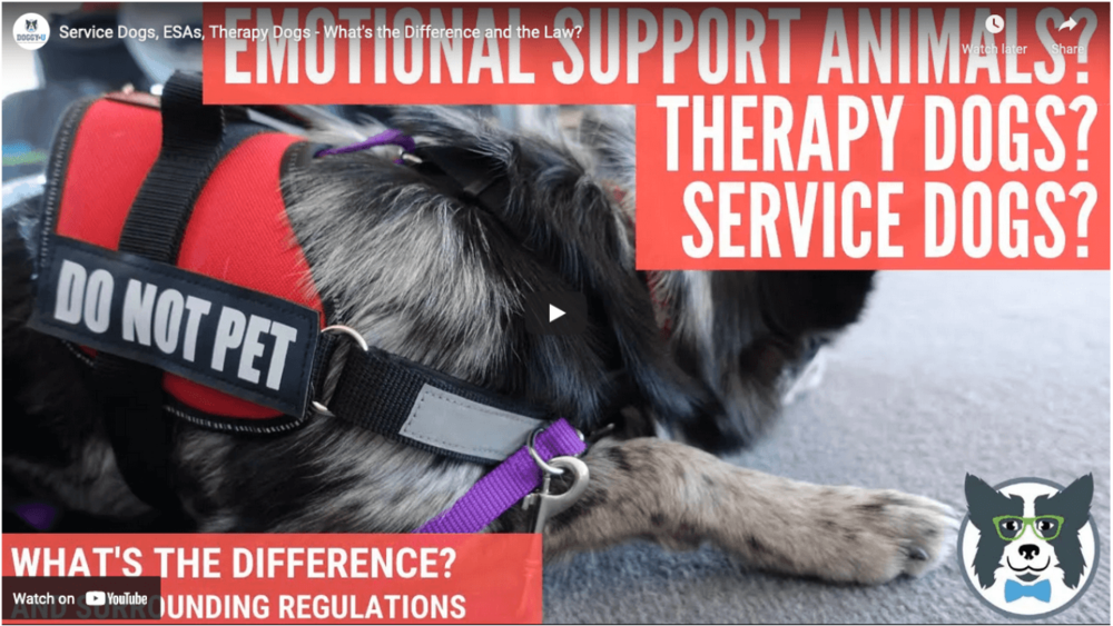 About Therapy Dogs — McSquare Doodles