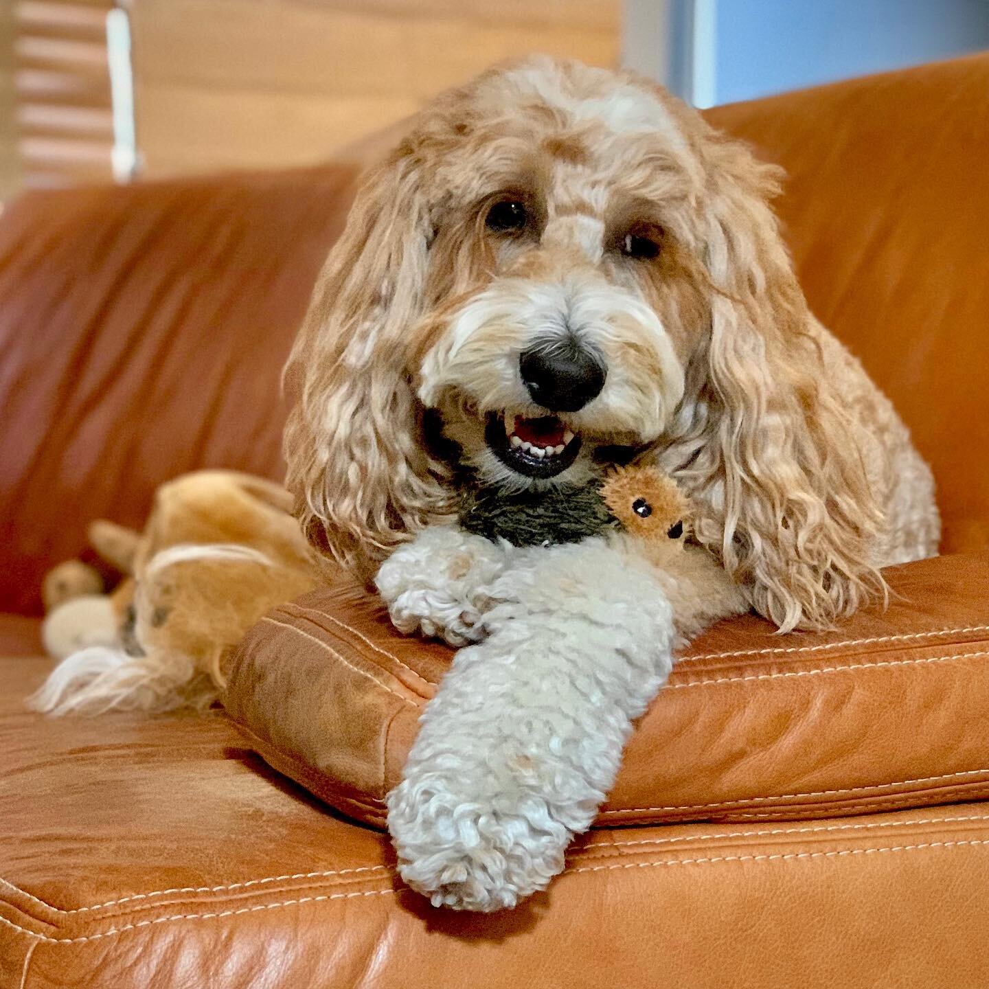 Diagnosing Our Labradoodle Puppy with Addison's Disease — McSquare Doodles