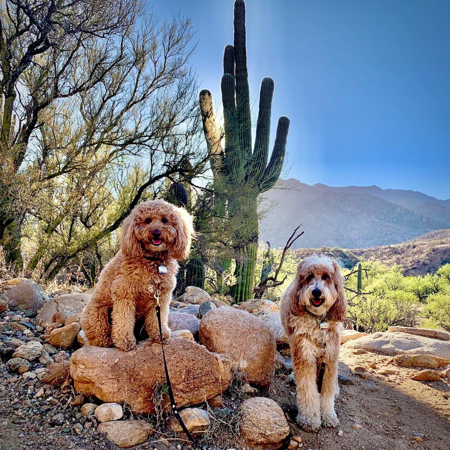 😮Saw a rattlesnake🐍 on #hike15 around the Nature Loop at Catalina State Park. I spotted the snake crossing the trail about four feet ahead. Bernie and Lizzie were behind me busy smelling all the 🍃🌵 so we stopped and backed up slowly. 

With all t