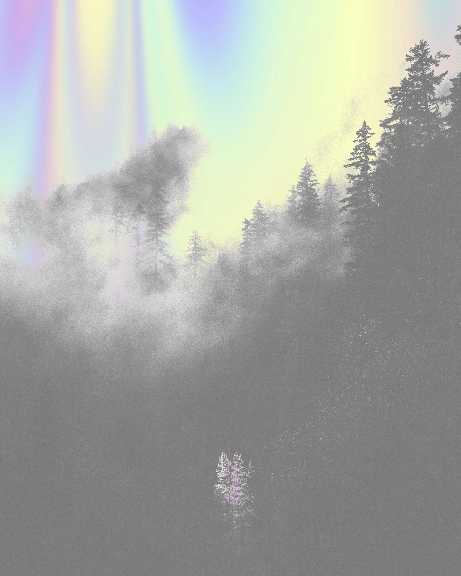 TT_Trees2.jpg