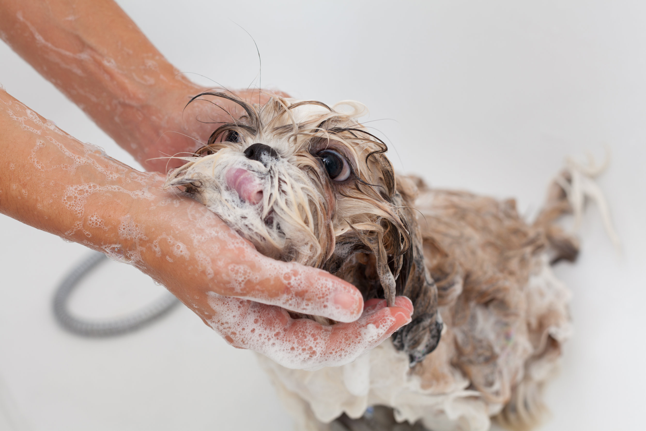  Pamper your pooch at Jollytails   Grooming Salon    Learn More  