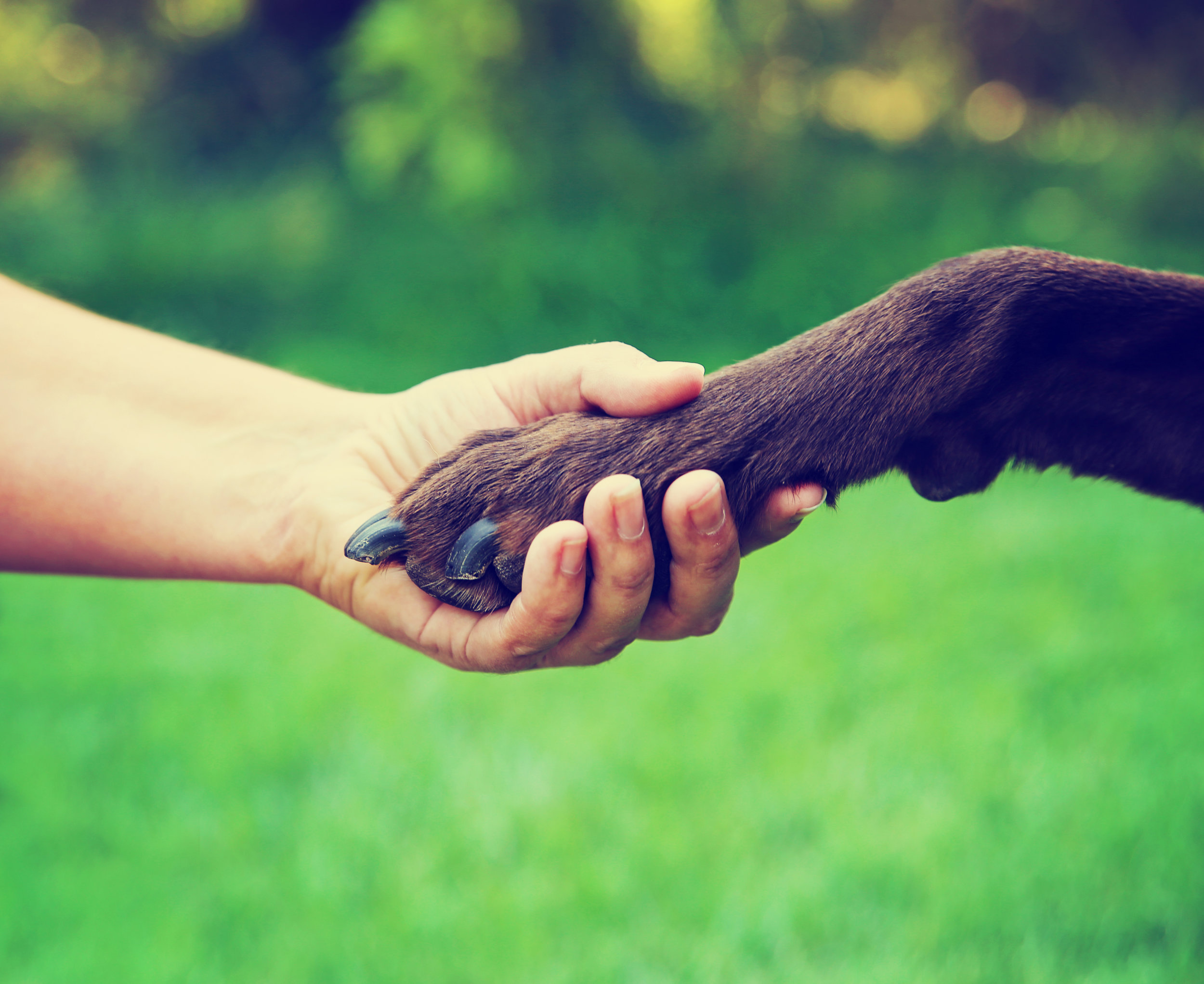  Strengthen the bond between you and your pet   Dog Training    Learn More  