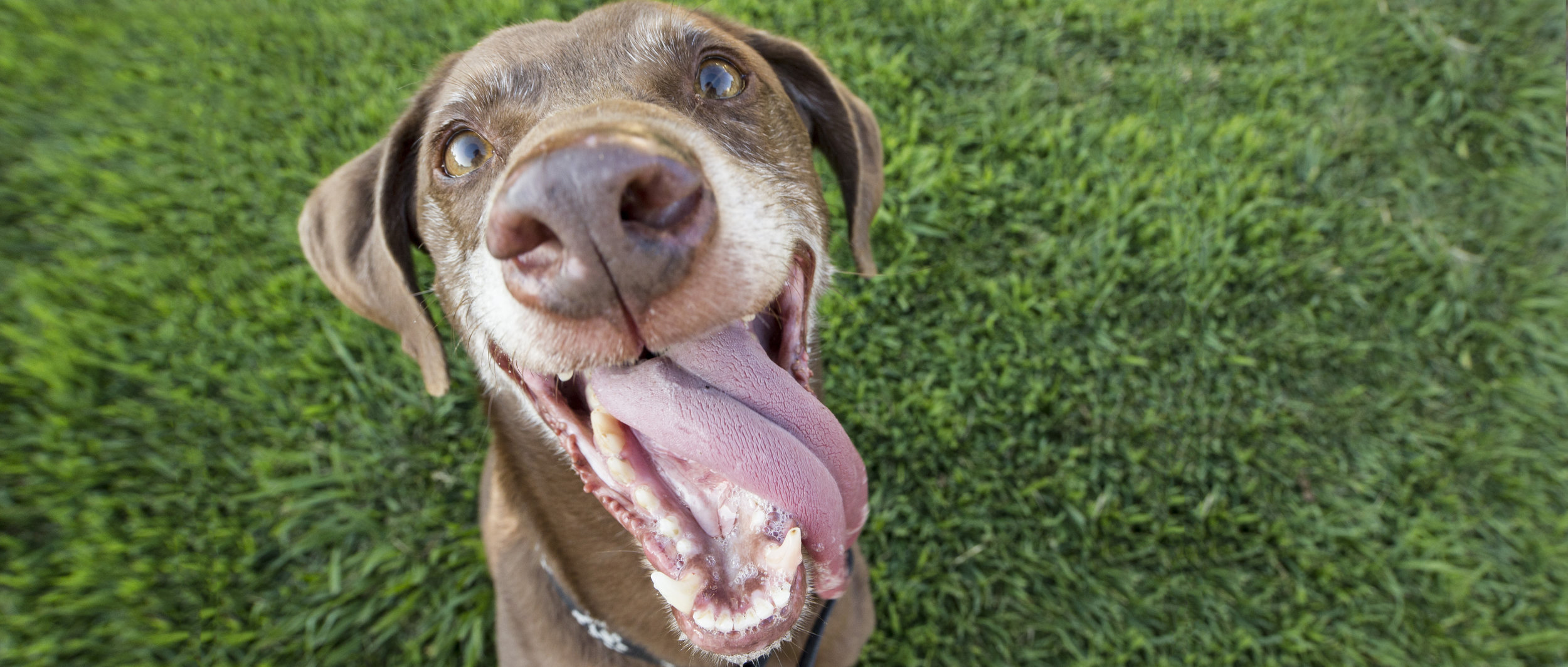  A tired dog is a happy dog   Doggy Daycare    Learn More  