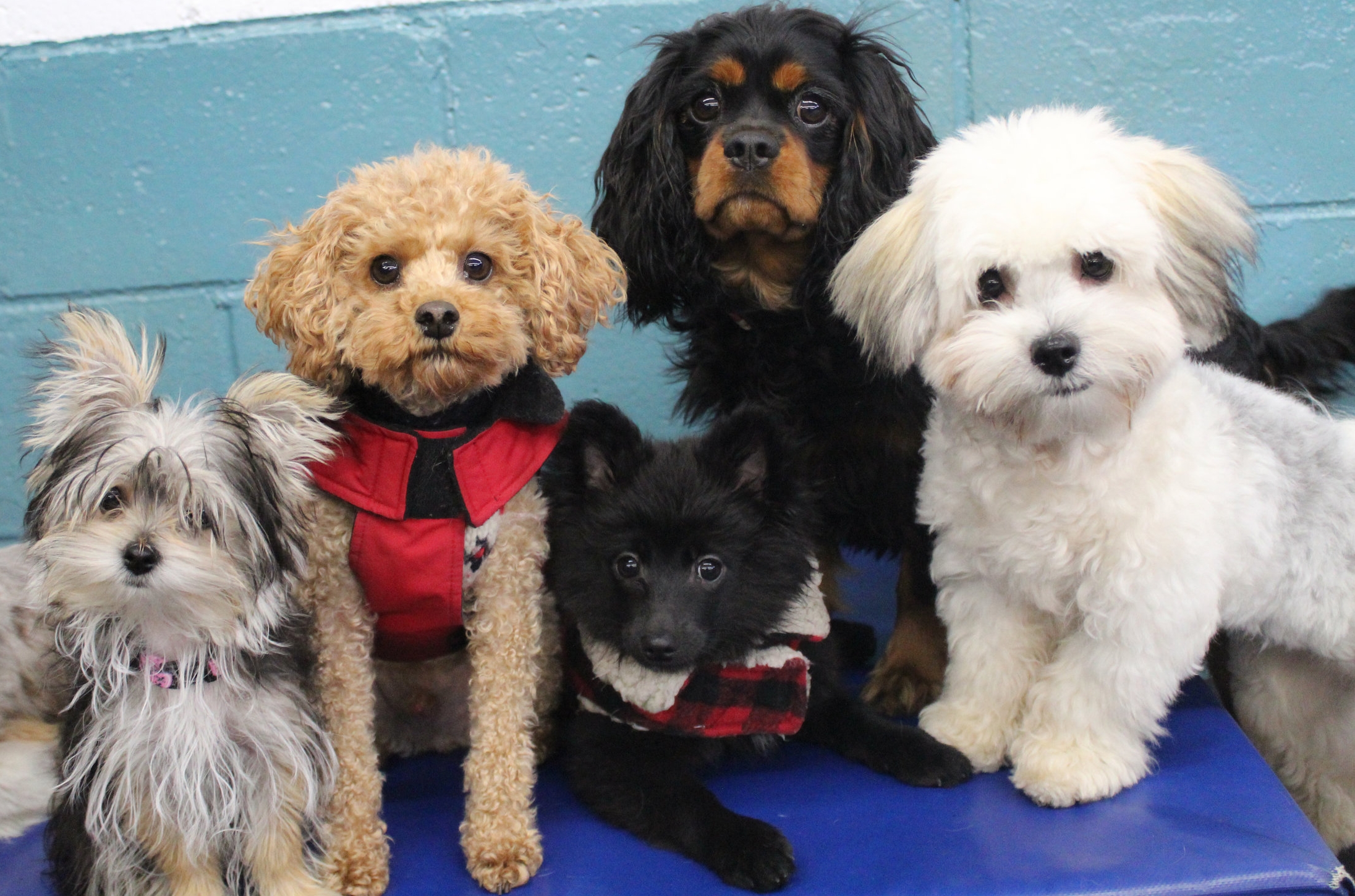 We have play areas for little dogs only, too