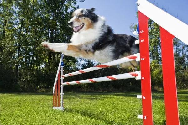 agility.jpg